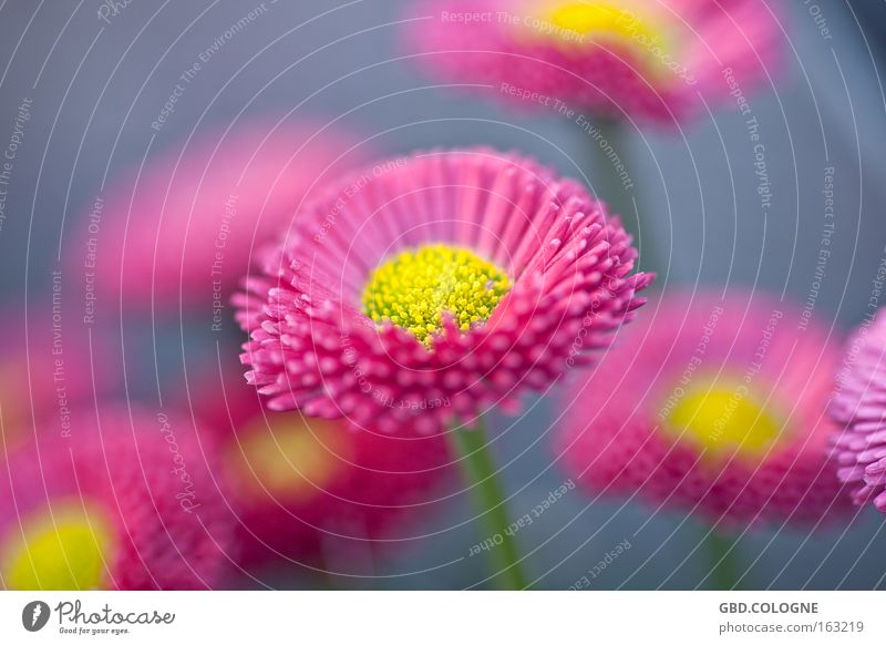 Spring '09 Colour photo Multicoloured Close-up Detail Macro (Extreme close-up) Blur Nature Plant Flower Blossom Pink Happiness Spring fever