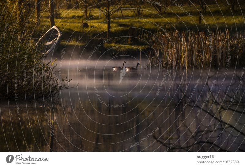 Morning mood at the pond Environment Nature Landscape Plant Animal Water Sunrise Sunset Spring Summer Beautiful weather Lakeside Bog Marsh Pond Goose 2