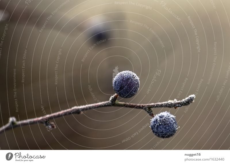 Juniper in hoar-frost Environment Nature Plant Drops of water Winter Climate Ice Frost Bushes Wild plant Park Field Eating Freeze Hang Growth Esthetic