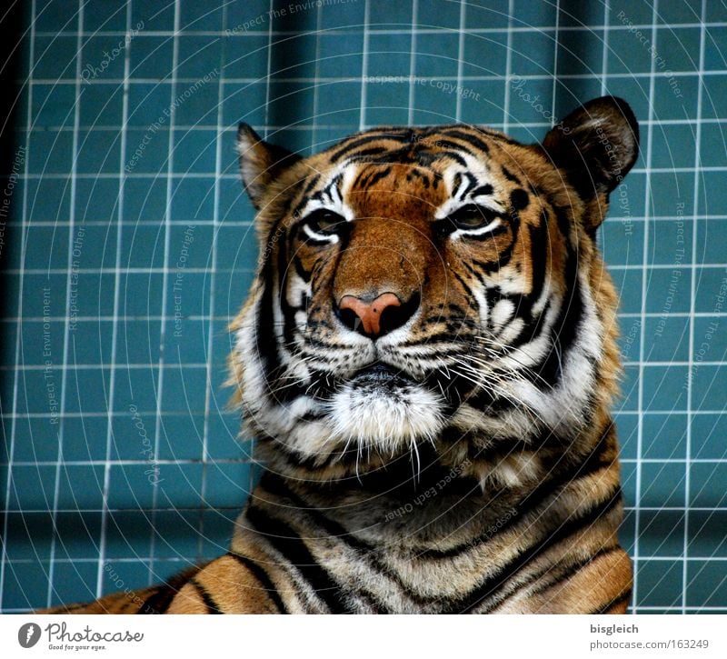 tiger Colour photo Interior shot Deserted Artificial light Animal portrait Wild animal Cat Tiger 1 Stripe Power Concentrate Grating Head Ear Eyes Tile Captured