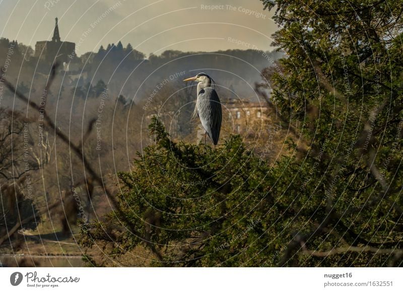 Grey heron in the mountain park Kassel-Wilhelmshöhe Nature Landscape Animal Sky Summer Tree Park Wild animal Bird 1 Moody Contentment Love of animals Beautiful