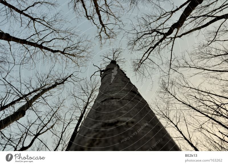 UpTheTree Sky Tree bark Forest Blue Gray Dusk Branch