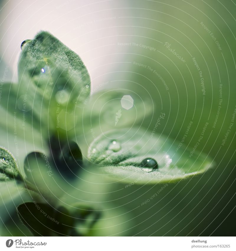 Oregano in close-up with water drops Close-up Macro (Extreme close-up) Herbs and spices Drops of water Spring Rain Leaf Magnifying glass Fresh Small Diminutive