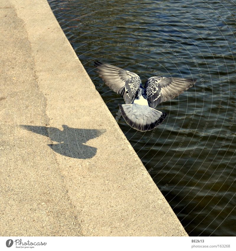 Withdrawn Pigeon Gray Bird Easy Beautiful Water Wet Blue Deep Coast Sand Long Lakeside Stony Overgrown River bank Shadow Feather Flying Aviation Waves Corner