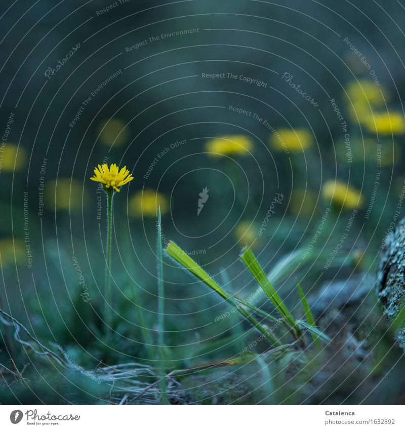 Yellow flower in grass Nature Landscape Plant Flower Grass yellow daisy Meadow Blossoming Fragrance To dry up Growth Esthetic Blue Green Black Turquoise