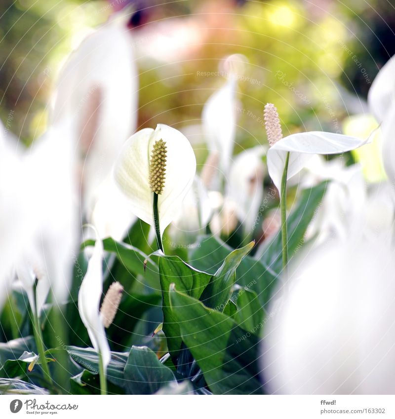 tropical flow Flower Plant Spatiphyllum White Green Tropical Delicate Blossom Stalk Growth Park Beautiful