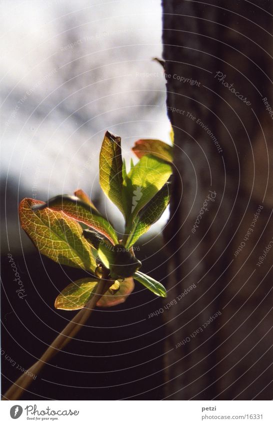 leaning Bulky Fresh Leaf Shaft of light Bright Tree trunk Shoot New leaf scars Lean bolstered