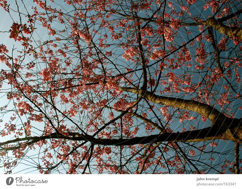 gertrud with bischi raspberryoni Ornamental cherry Tree Blossom Spring Life Cherry Blossoming Twig Park