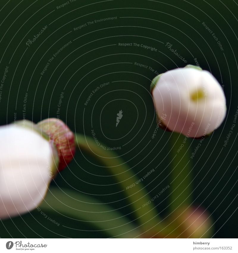 to look away Colour photo Multicoloured Exterior shot Close-up Macro (Extreme close-up) Deserted Copy Space top Morning Dawn Blur Shallow depth of field Nature