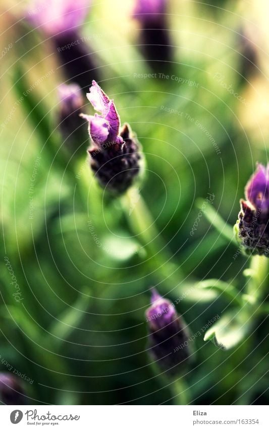 200 times starlets and flowers Macro (Extreme close-up) Relaxation Fragrance Nature Plant Spring Flower Blossom Agricultural crop Pot plant Meadow Blossoming