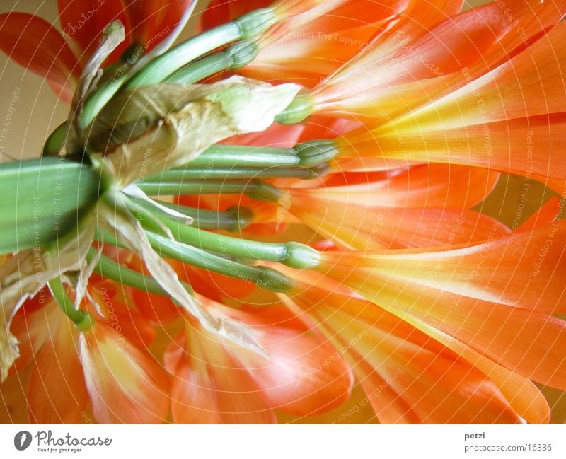 Clivia in full bloom Bush lily Flower Stalk Blossom Green Light Play of colours Orange full splendour