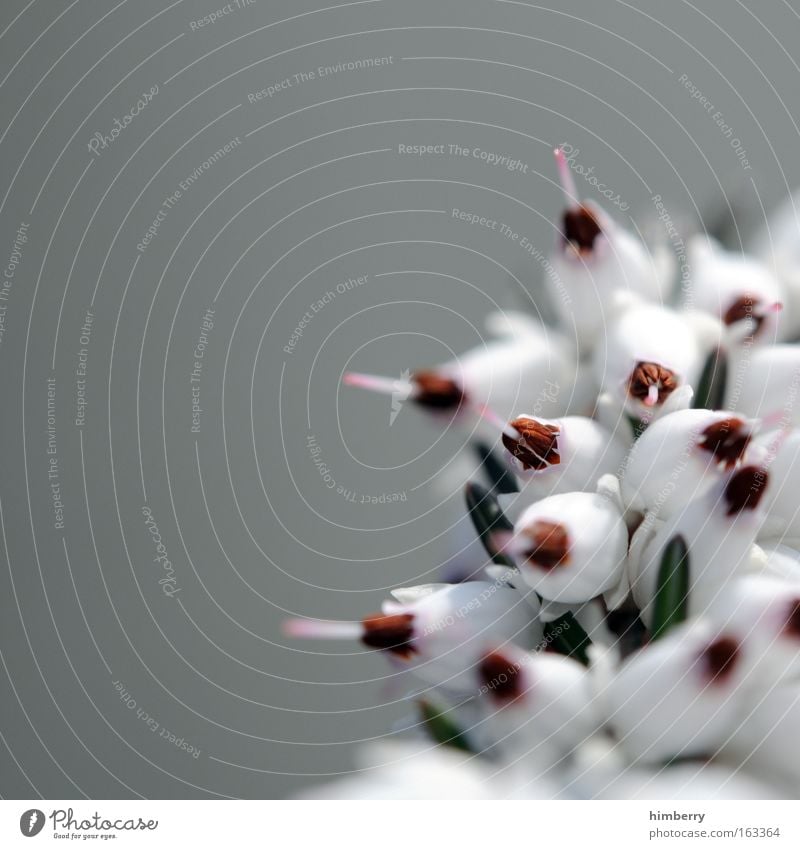 silver wedding anniversary Colour photo Exterior shot Close-up Macro (Extreme close-up) Deserted Copy Space left Copy Space top Day Shallow depth of field