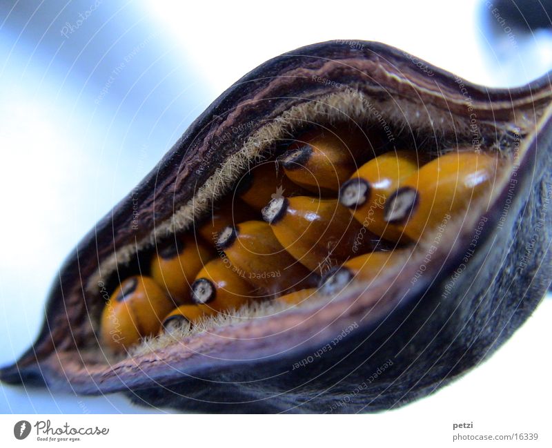 Seed capsule II Husk Burst Hard Brown White Fruit Crack & Rip & Tear Bowl Orange Bluish Macro (Extreme close-up)