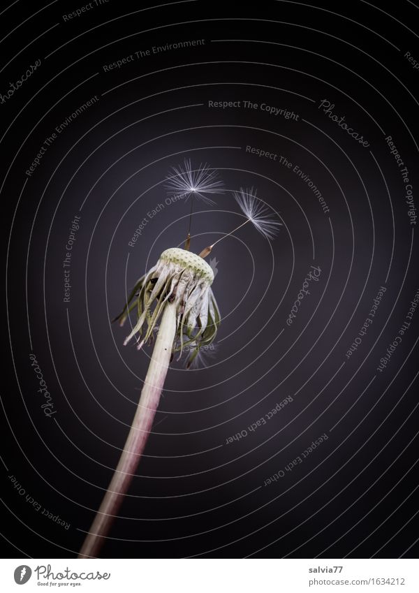 Ready for departure Nature Spring Plant Flower Blossom Wild plant taraxacum Dandelion Seed Meadow Blossoming Flying Growth Wait Brown Gray Black White Ease