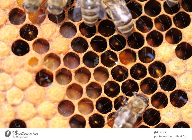 bee brood Food Nutrition Joy Happy Beautiful Personal hygiene Leisure and hobbies Environment Nature Animal Farm animal Wild animal Bee Baby animal