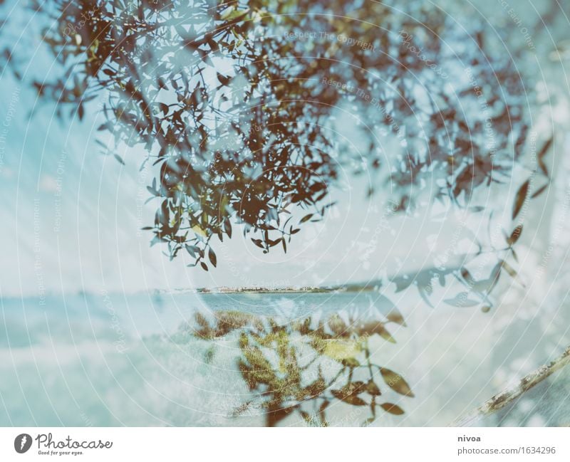 sea of leaves Summer Ocean Environment Nature Landscape Plant Animal Water Sky Spring Tree Leaf Coast Beach Navigation Sand Wood Blossoming Discover Relaxation