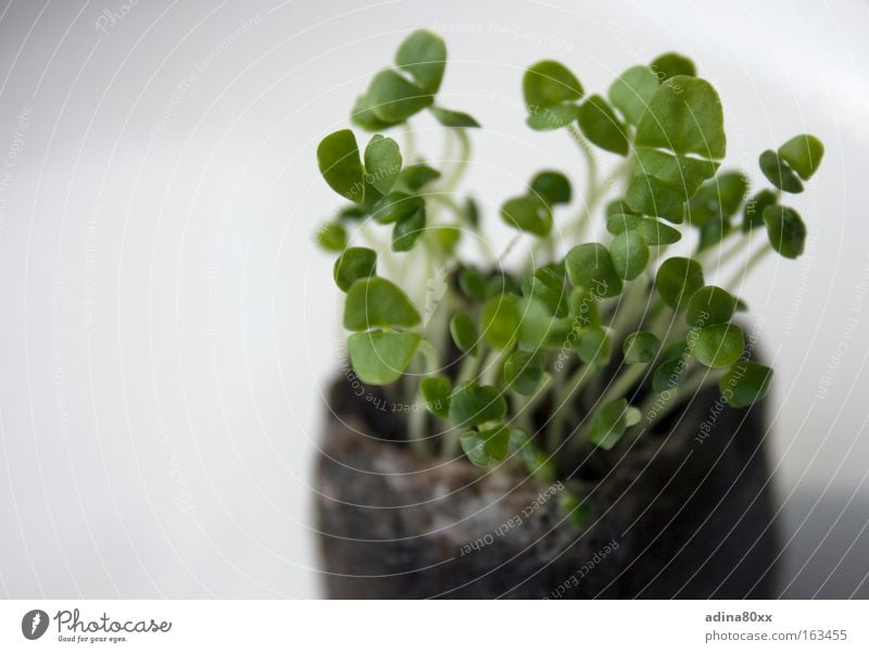 basil Colour photo Exterior shot Close-up Detail Deserted Copy Space left Copy Space bottom Neutral Background Morning Blur Shallow depth of field Food