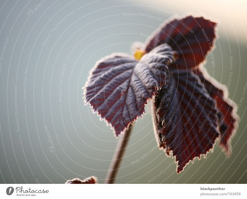 spring mood Light Visual spectacle Leaf Red Spring Plant Nature Moody Park