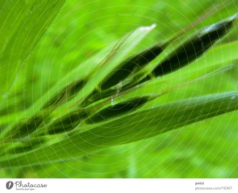 Wonderful, this green... Blade of grass Ear of corn Leaf Shade of green Seed grenades Macro (Extreme close-up)