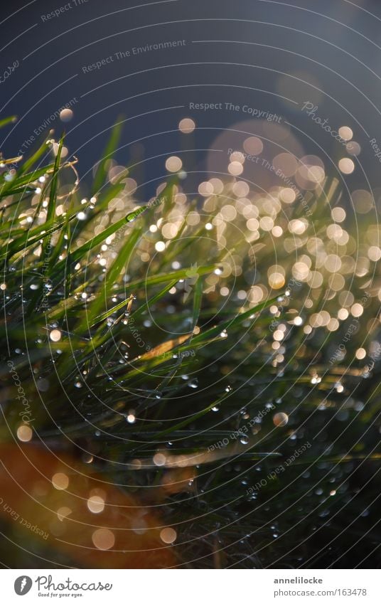 spring morning Grass Lawn Meadow Drops of water Dew Water Back-light Morning Wet Fresh Lens flare Light Sunrise Rain Macro (Extreme close-up) Close-up Summer