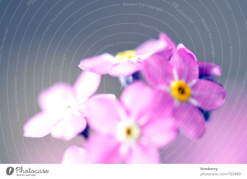 think pink Colour photo Exterior shot Close-up Macro (Extreme close-up) Experimental Deserted Copy Space top Neutral Background Day Contrast Sunbeam Blur