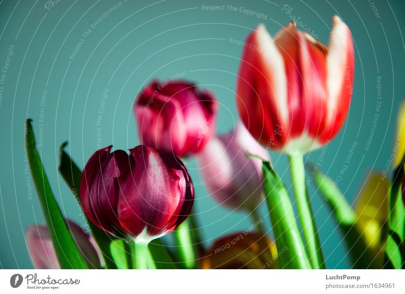 Crunchy Flower Bouquet Tulip Fresh Multicoloured Violet Red Green Gaudy Pink Spring fever Beautiful Esthetic Summer Colour photo Interior shot Studio shot