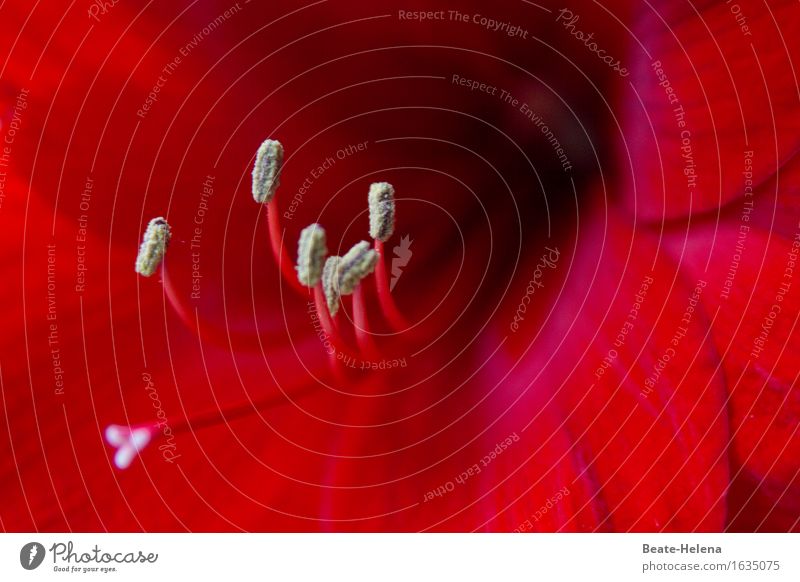 Reproduction in red Beautiful Body Meditation Art Plant Flower Blossom Exotic Blossoming Glittering Faded Exceptional Natural Wild Yellow Red Power