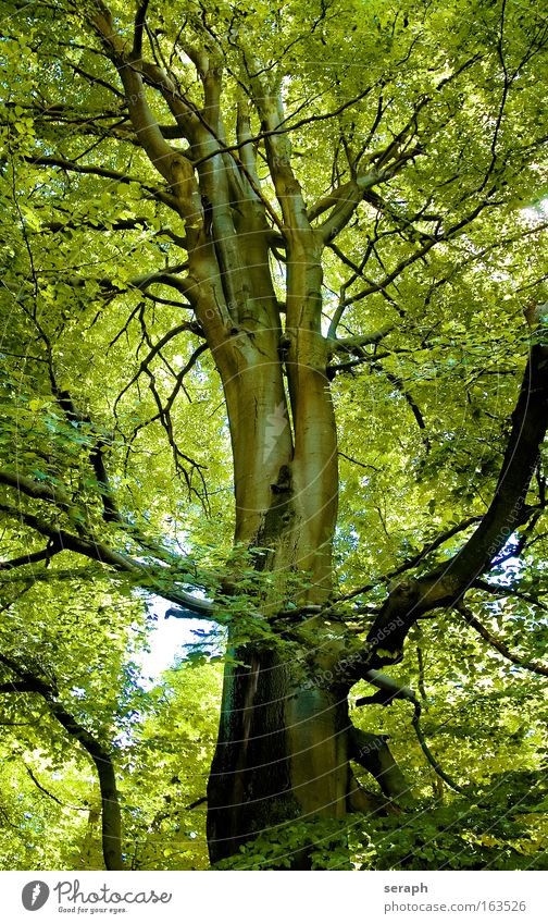 Green Lung Colour photo Multicoloured Dawn Day Sunlight Central perspective Environment Nature Landscape Plant Tree Leaf Foliage plant Forest Wood Relaxation