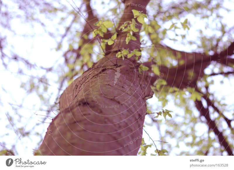 My friend the tree Environment Nature Landscape Spring Summer Plant Tree Leaf Wild plant Park Wood Old Cold Gloomy Brown Green Detail Branch Twigs and branches