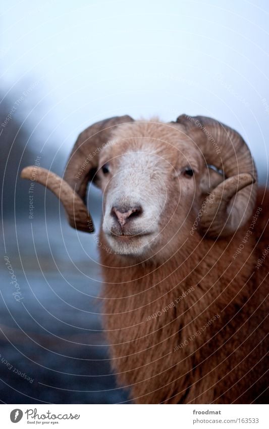 model sheep Colour photo Subdued colour Exterior shot Copy Space top Neutral Background Day Evening Twilight Shallow depth of field Central perspective