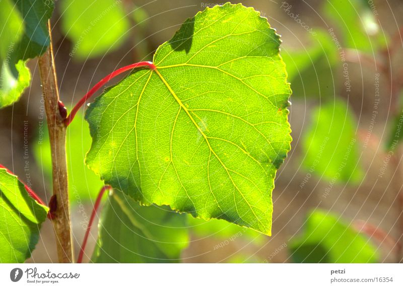 Green leaf Leaf Red Light