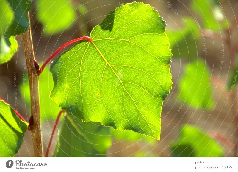 Green leaf Leaf Red Light Sun