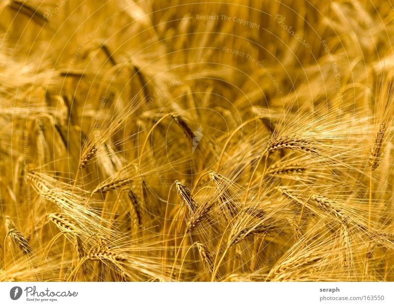 Golden Fields Grassland meadow Hayfield countryside farm Agriculture Wheat Cereal grain acre Sunlight Environment Ecological Environmental protection ecology