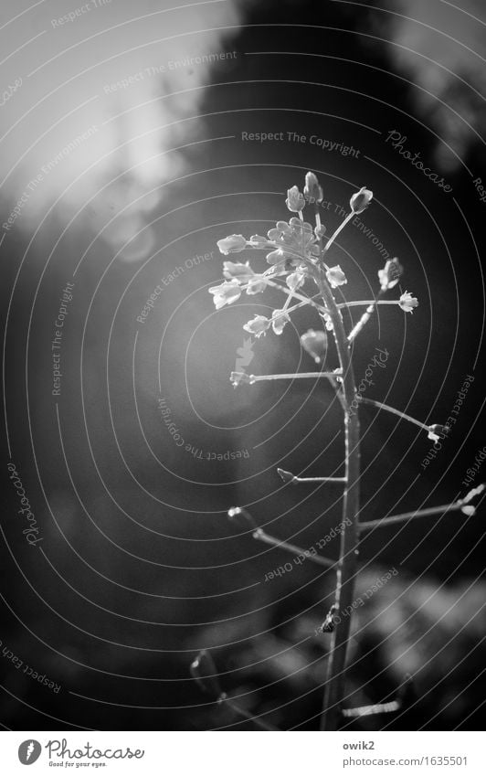 No lupine Nature Plant Climate Beautiful weather Flower Blossom Garden Blossoming Stand Growth Healthy Near Idyll Fragile Black & white photo Exterior shot