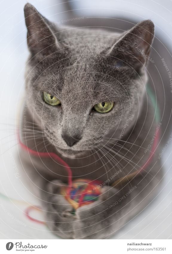 pussycat Animal Pet Cat Animal face Pelt Claw Paw 1 Playing russian blue Colour photo Interior shot Close-up Shallow depth of field Animal portrait Looking