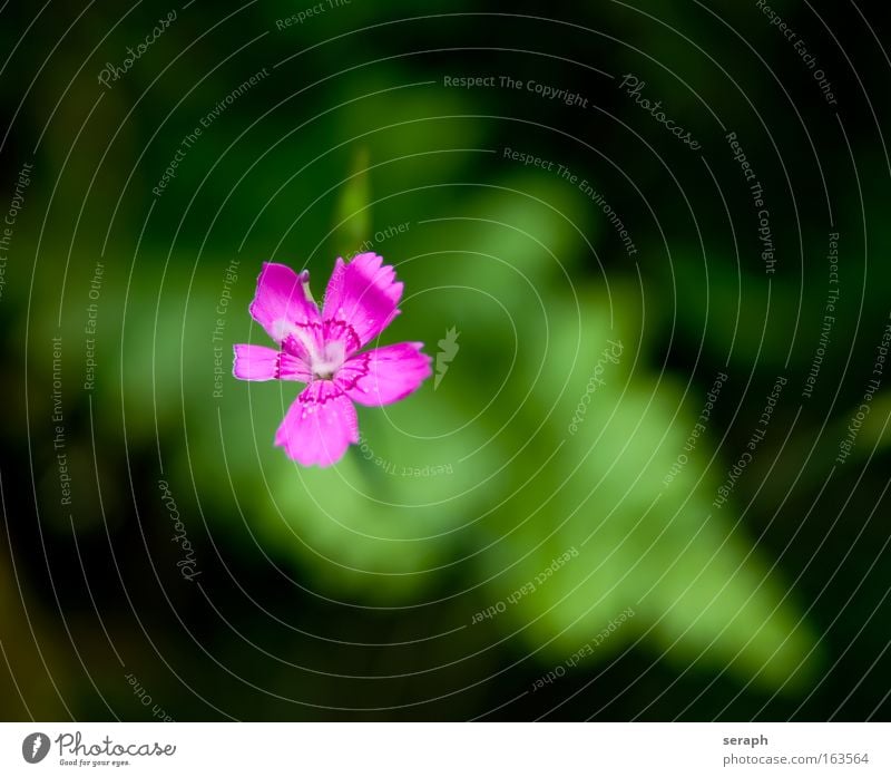 Flowering Colour photo Multicoloured Detail Macro (Extreme close-up) Morning Day Light Contrast Blur Summer Environment Nature Plant Grass Blossoming Growth