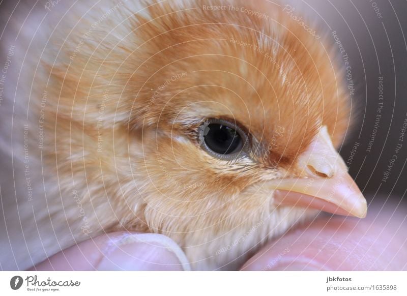 #chick shredder Food Nutrition Environment Nature Animal Farm animal Bird Barn fowl Rooster Chick 1 Baby animal Cuddly Kitsch Small Delicious Kill Soft Beak