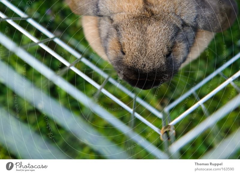 captive Colour photo Exterior shot Day Bird's-eye view Animal portrait Grass Meadow Pet Petting zoo Hare & Rabbit & Bunny Pelt 1 Sit Sadness Safety Protection