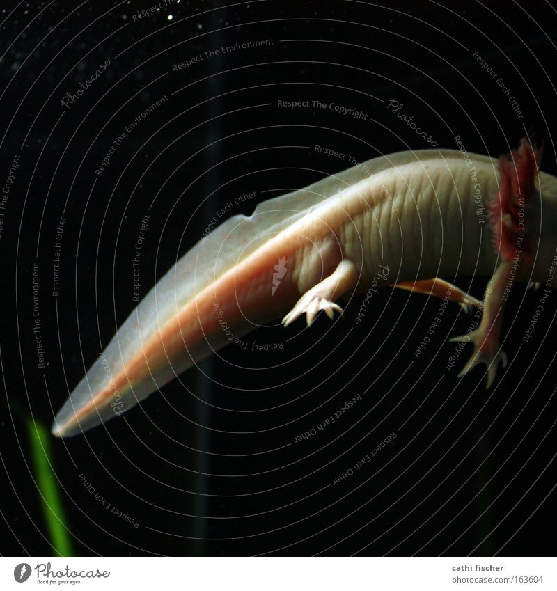 missing link Subdued colour Underwater photo Night Nature Water Foliage plant Pond Animal Wild animal Worm Fish Zoo Aquarium Dark Green Pink Black White