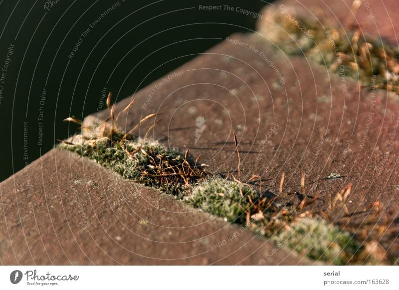 Floral Joints Colour photo Subdued colour Exterior shot Close-up Detail Macro (Extreme close-up) Structures and shapes Deserted Copy Space left Copy Space top