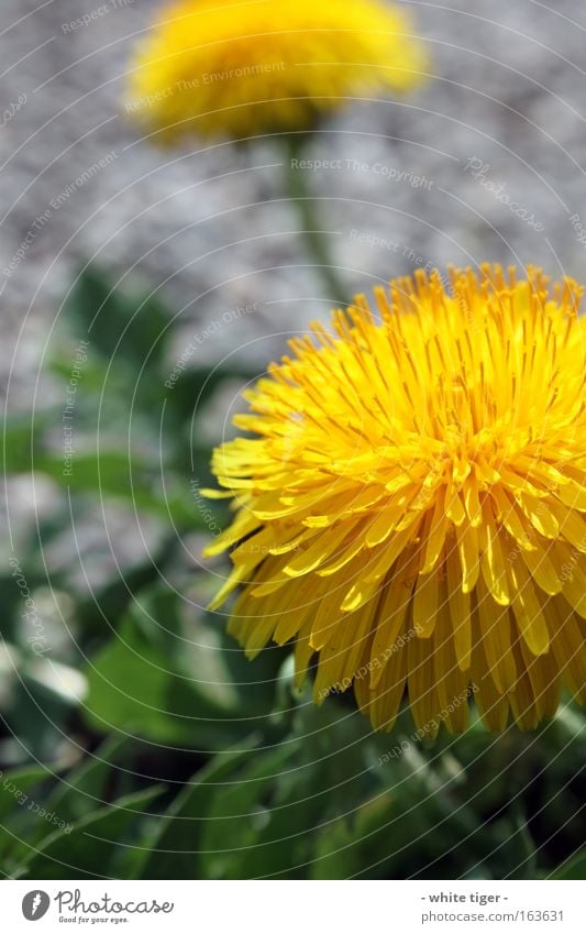 20.04.09 Plant Flower Blossom Wild plant Yellow Gray Green Dandelion Macro (Extreme close-up) Detail Blur Blossom leave Colour photo Multicoloured Exterior shot