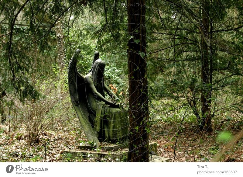 Black Angel Colour photo Exterior shot Deserted Day Art Work of art Sculpture Nature Landscape Plant Earth Beautiful weather Foliage plant Wild plant Garden