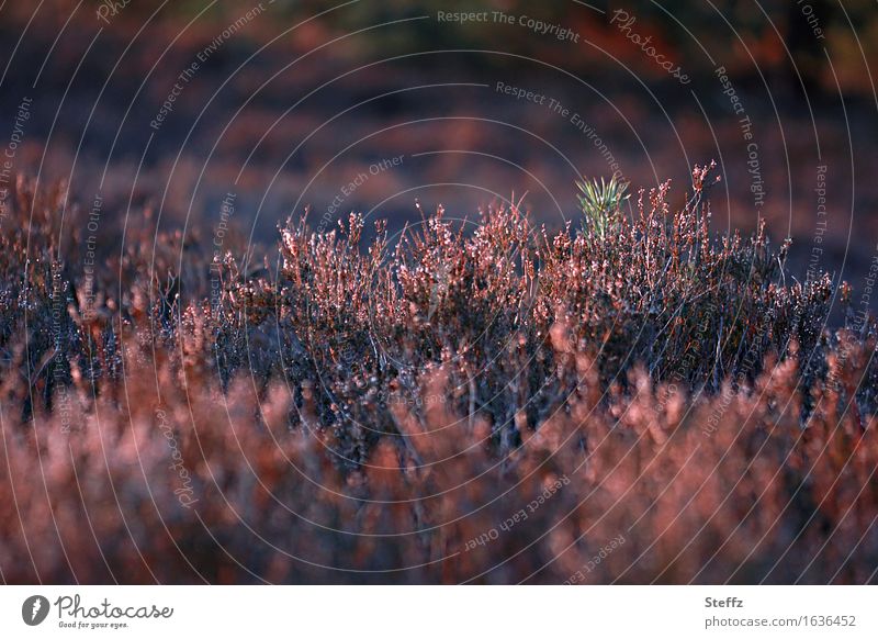 The silence of the heath Heathland broom heathen Nordic heath landscape Nordic romanticism Domestic Picturesque Poetic Mysterious Faded cryptic Mystic Jinxed