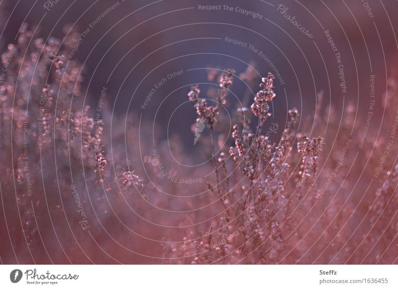 faded heather in the afternoon light in february Heathland Heath silence heather bush heathen atmosphere Domestic Nordic Gorgeous Winter light Mystic Poetic