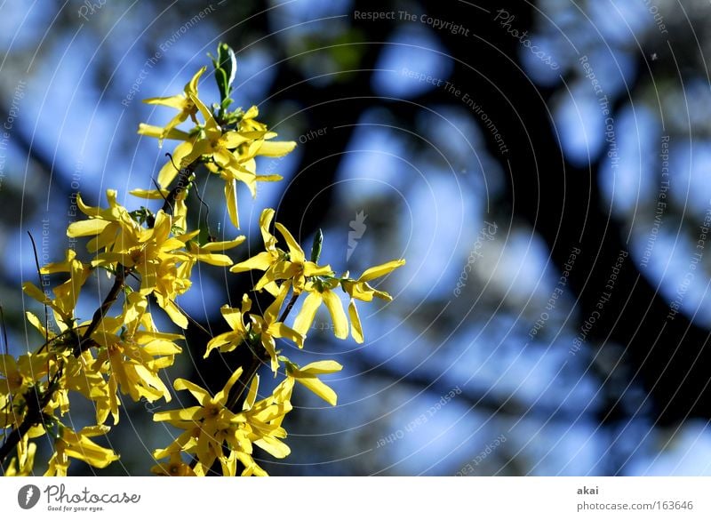 spring Spring Tree Hedge Forsythia Yellow Blue Black Morning Sunrise akai