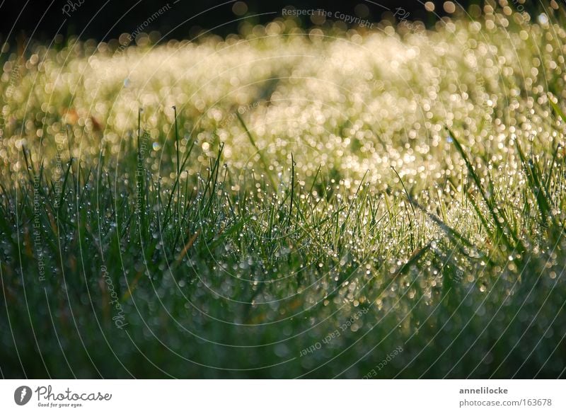 sunrise Exterior shot Close-up Dawn Sunlight Sunbeam Back-light Worm's-eye view Environment Nature Plant Earth Water Drops of water Beautiful weather Rain Grass