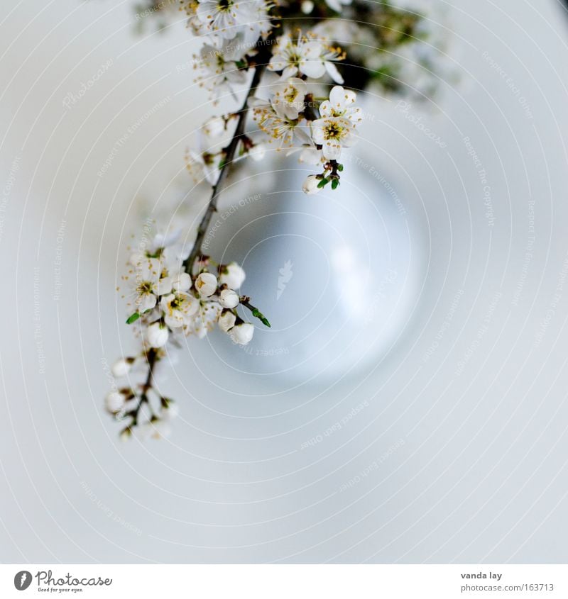 Decoration Colour photo Subdued colour Interior shot Studio shot Close-up Detail Deserted Copy Space bottom Copy Space middle Neutral Background