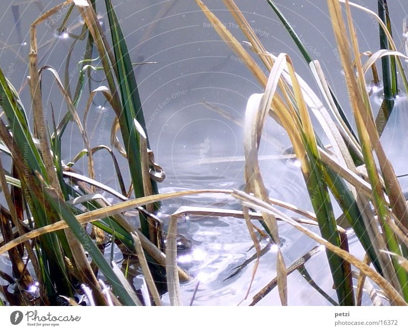 reed grass Water Pond Brown Green Sun's reflection Colour photo Exterior shot Bird's-eye view