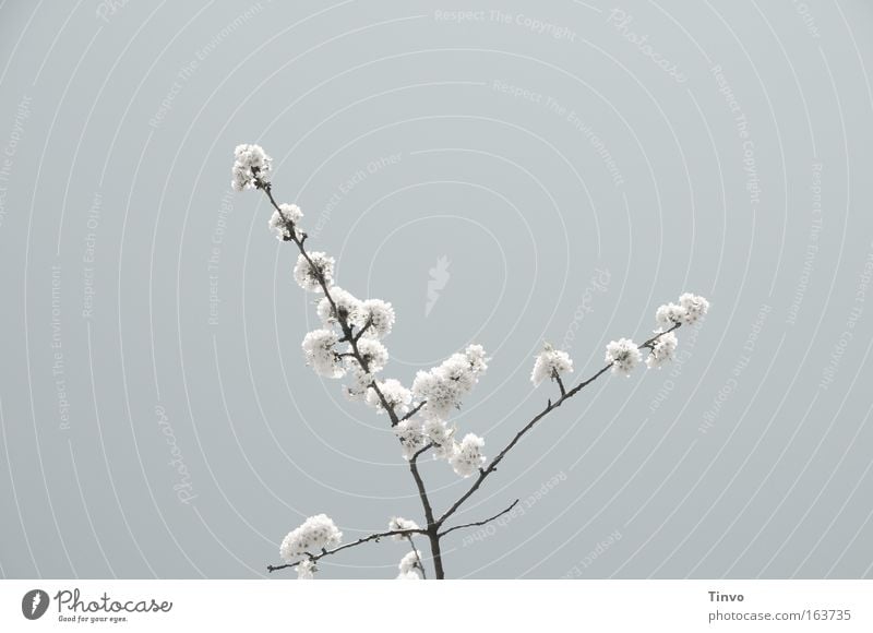 blossom Subdued colour Exterior shot Copy Space left Copy Space top Day Upward Plant Spring Blossom Gray White Nature Cherry blossom Twig Delicate Blossoming