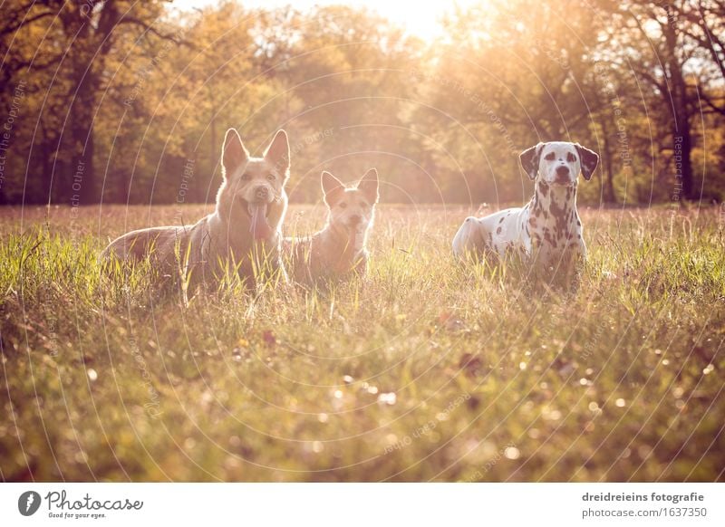 Dogs in summer at sunset Nature Landscape Earth Sunrise Sunset Sunlight Spring Summer Park Meadow Animal 3 Sit Wait Esthetic Elegant Success Together Cute Loyal